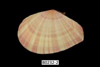 藏品(日光櫻蛤)的圖片